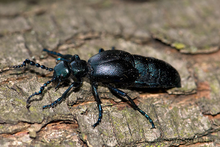Meloe da determinare: proscarabaeus
